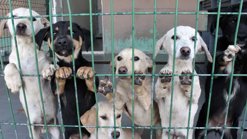 Hunde hinter einem grünen Gitter in einem Tierheim